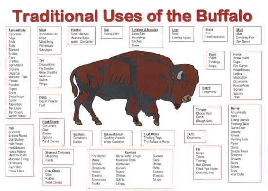 buffalo