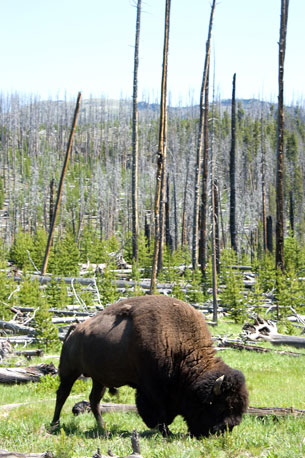 buffalo