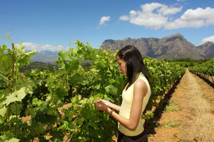 vineyard