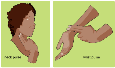 This shows an illustration of two ways of taking a pulse: on the neck and on the wrist.
