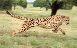 This shows a photo of an accelerating cheetah.