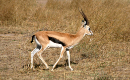 This shows a photo of a walking gazelle.