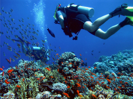 This shows a photo of two scuba divers swimming near plant life and a school of fish.