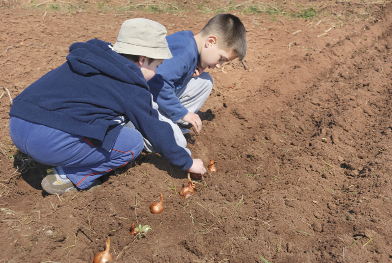 This shows a photo of children planting onion bulbs in a garden.