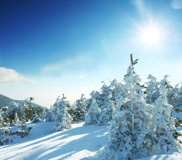 This photograph shows the snow covering evergreens in a mountain landscape.