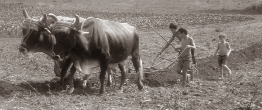 This photograph shows two oxen used to plough a field.
