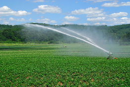This is a photograph of a potato field being irrigated.