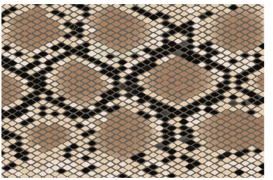 This photograph shows the small parallelogram pattern on a snake’s skin.