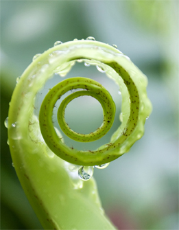 This is a photo collage showing an unfurling fern tendril and an enlarged image of a butterfly tongue.