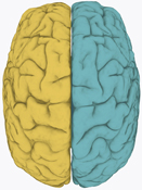 This is an image of the brain. 