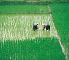 Vietnamese farmers are shown working in a rice paddy in this photo.