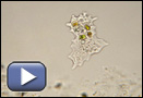 This thumbnail opens the Amoeba video.
