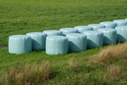 Silage bales covered in plastic in a prairie field are highlighted in this photo.