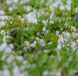 This is a photo of hailstones in green grass.