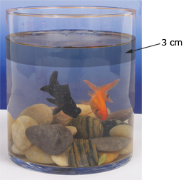 This is a photo of a cylindrical fish tank. The water level rose by 3 centimetres.