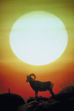 This is a photo of a ram at sunset.