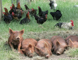This is a photo of some brown pigs and black chickens.
