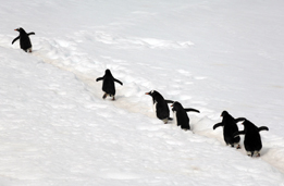 This is a photograph of six penguins climbing a snow-covered hill single file in a straight line.