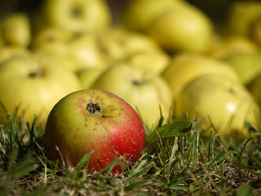 This is a photograph of a bunch of yellow apples lying in the grass with one red apple among the others.