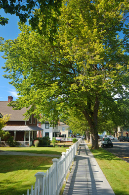 This image shows houses along a tree-lined street.