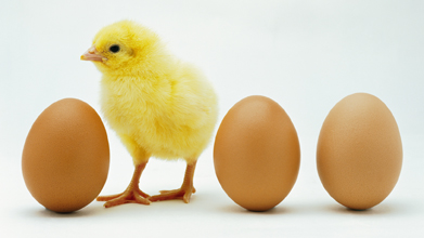 This picture is of a small, yellow chick standing between three whole brown eggs with one egg on the left and two on the right.
