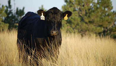This is a photograph of a black calf standing in a pasture of long grass.