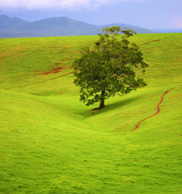 This image shows a single tree standing alone in the middle of a pasture.