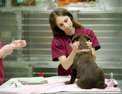 This is a photograph of a veterinary assistant calming her patient, a brown puppy.