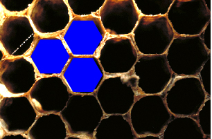 This is a photograph of a honeycomb that shows three regular hexagons fitting around one point.