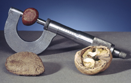 This is a photograph of a micrometre with a walnut split into two parts and another nut in the jaws of the micrometre.