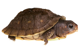 This is a photograph of a turtle.