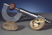 This is a photograph of a micrometre with a walnut split into two parts and another nut in the jaws of the micrometre.