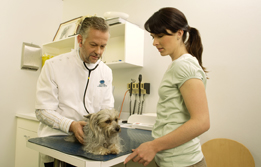 This is a photo of a veterinarian and a woman examining a small dog.