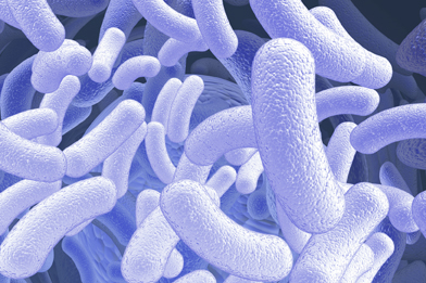This is a picture of some rod-shaped bacteria.