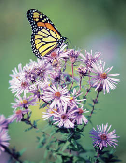 This is a photo of a monarch butterfly on a perennial aster flower.