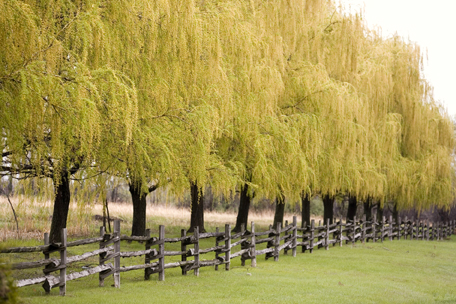 This is a photo of a row of weeping willow trees.
