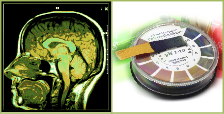 This shows the image of a cross-section of a human head. This is a photo of a universal indicator used to determine the pH of a solution.