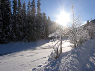 This photo shows snow-covered trees in the sunshine.