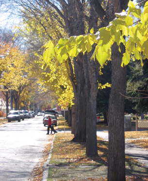 This is a photograph of a sunny day on an Edmonton street during the autumn. There are yellow and brown leaves on the ground.