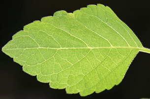 A photo of a green birch leaf is shown against a black background.