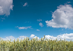 A photo is shown of a cereal crop with a blue sky and clouds above the field.