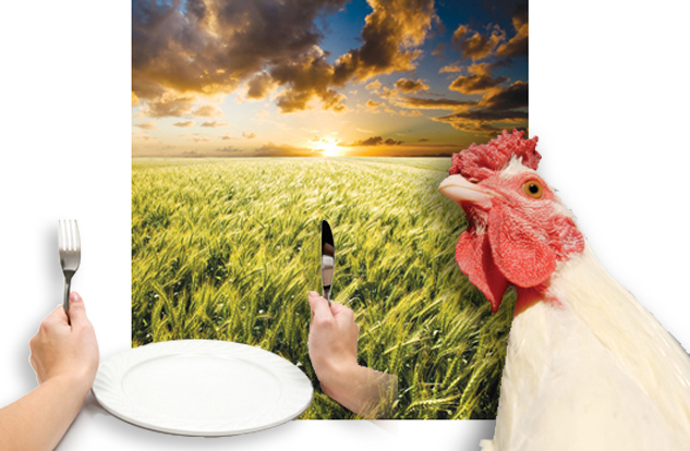 This is a photo of a field of wheat at sunset. Superimposed in the right corner is a chicken. In the left corner is a superimposed dinner plate, along with a set of hands clutching a fork in the left hand and a knife in the right.