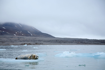 This is a photo of a seal on an ice floe.