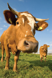 This is a photo of a cow.