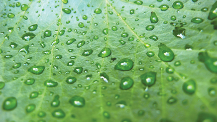This is a photo of water beading on a leaf.