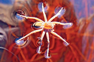 Water Strider