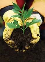A photograph shows a person holding a green plant.