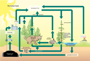 The Carbon Cycle