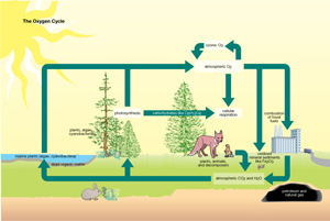 The Oxygen Cycle