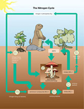 The Nitrogen Cycle